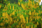 Scotch Laburnum (Laburnum alpinum)